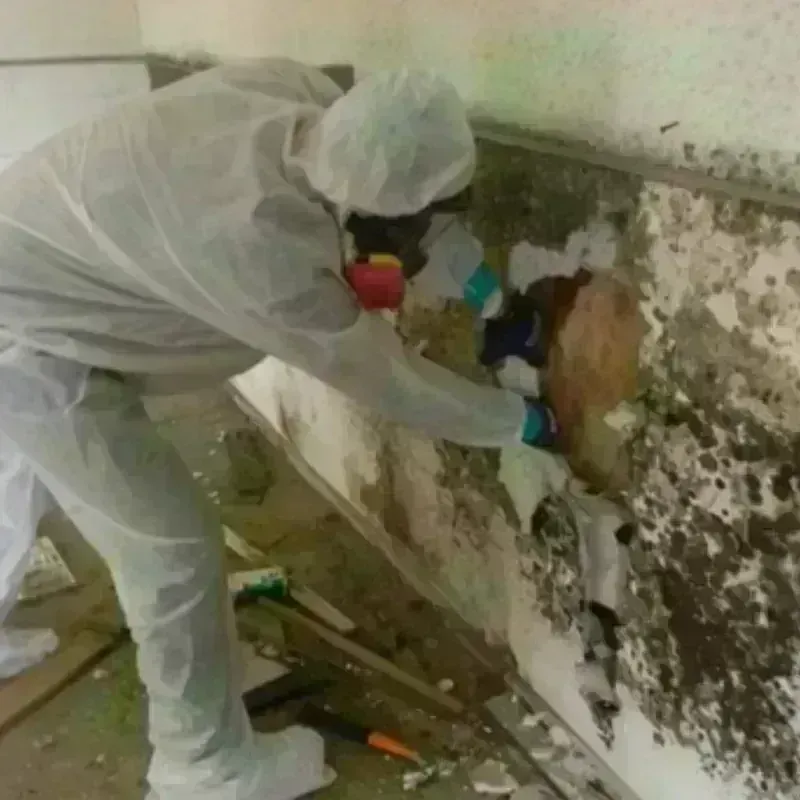 Mold Remediation and Removal in Ukiah, CA